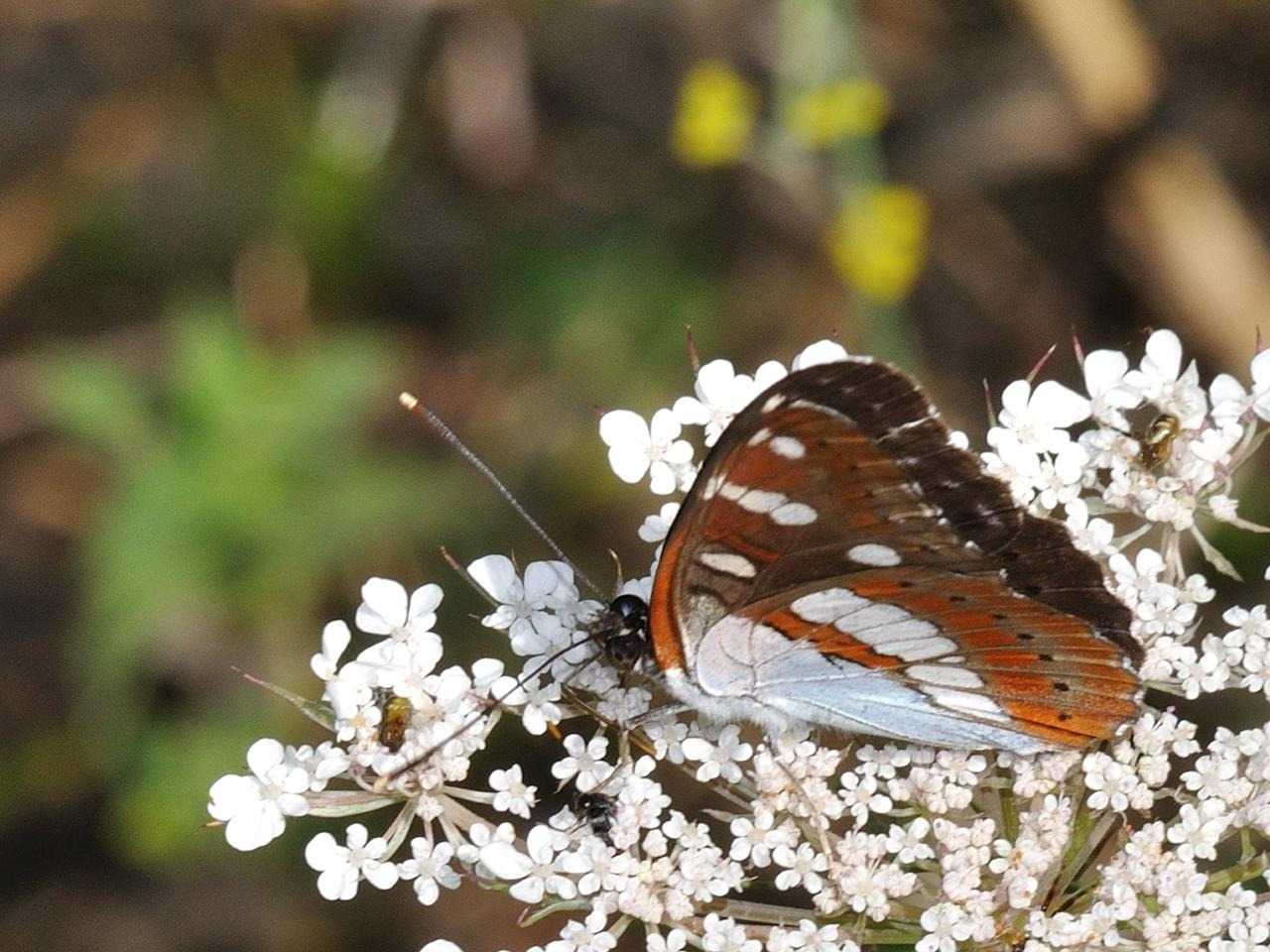 Id Lepidottero - Limenitis reducta